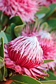 PROTEA RUBROPILOSA