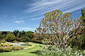 ERYTHRINA LYSISTEMON