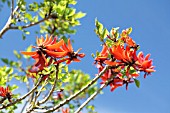 ERYTHRINA LYSISTEMON