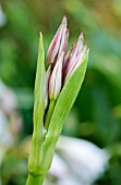 CRINUM MACOWANII