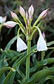 CRINUM MACOWANII