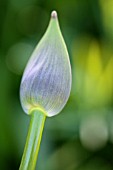 AGAPANTHUS PRAECOX