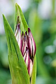 CRINUM MACOWANII