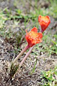 HAEMANTHUS COCCINEUS