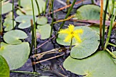 NYMPHOIDES THUNBERGIANA