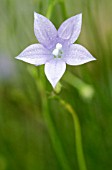 WAHLENBERGIA GRANDIFLORA