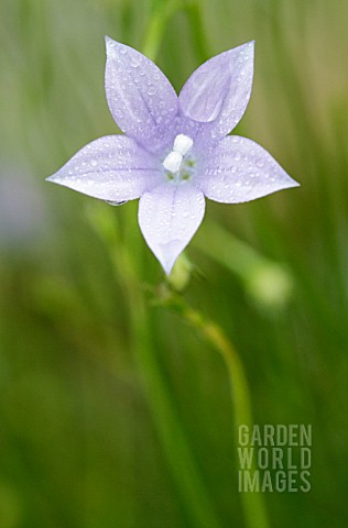 WAHLENBERGIA_GRANDIFLORA