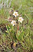 WACHENDORFIA PANICULATA