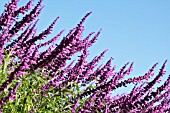 SALVIA LEUCANTHA