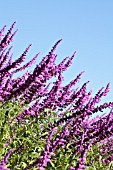 SALVIA LEUCANTHA