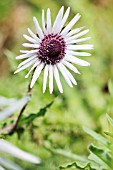 BERKHEYA PURPUREA