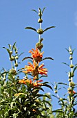 LEONOTIS LEONURUS