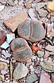 LITHOPS KARASMONTANA SUBSP. KARASMONTANA VAR. LERICHEANA