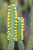 EUPHORBIA LYDENBURGENSIS