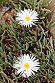 LAMPRANTHUS REPTANS