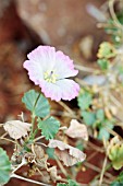 SARCOCAULON MOSSAMEDENSE