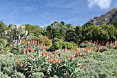 ALOE ARBORESCENS