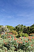 ALOE ARBORESCENS