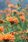 LEONOTIS LEONURUS