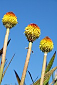 KNIPHOFIA UVARIA