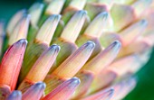 ALOE ARBORESCENS