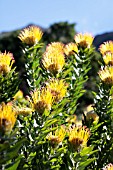 LEUCOSPERMUM GRANDIFLORUM