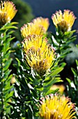 LEUCOSPERMUM GRANDIFLORUM