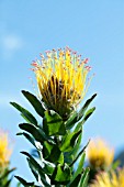 LEUCOSPERMUM GRANDIFLORUM