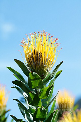 LEUCOSPERMUM_GRANDIFLORUM