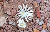 LITHOPS LESLIEI ALBIFLORA