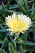 CARPOBROTUS EDULIS