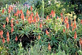 ALOE ARBORESCENS