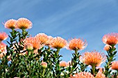 LEUCOSPERMUM CORDIFOLIUM CAROLINE