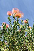 LEUCOSPERMUM CORDIFOLIUM CAROLINE