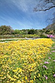 KIRSTENBOSCH NATIONAL BOTANICAL GARDEN, SOUTH AFRICA