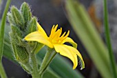 HYPOXIS HEMEROCALLIDEA