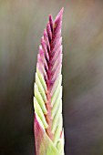 WATSONIA BORBONICA