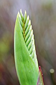 WATSONIA BORBONICA