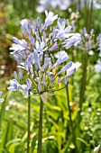 AGAPANTHUS PRAECOX BARLEY BLUE