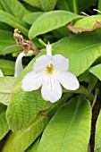 STREPTOCARPUS FLORIBUNDUS