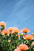 LEUCOSPERMUM CORDIFOLIUM CAROLINE