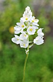 ORNITHOGALUM CONICUM