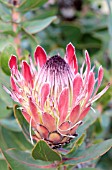 PROTEA EXIMIA SYLVIA