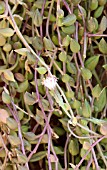 SENECIO RADICANS