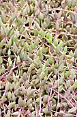 SENECIO RADICANS