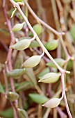 SENECIO RADICANS