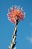 LEUCOSPERMUM REFLEXUM