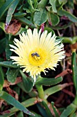 CARPOBROTUS EDULIS