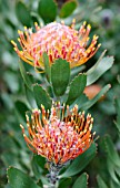 LEUCOSPERMUM PRAECOX