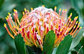 LEUCOSPERMUM PRAECOX